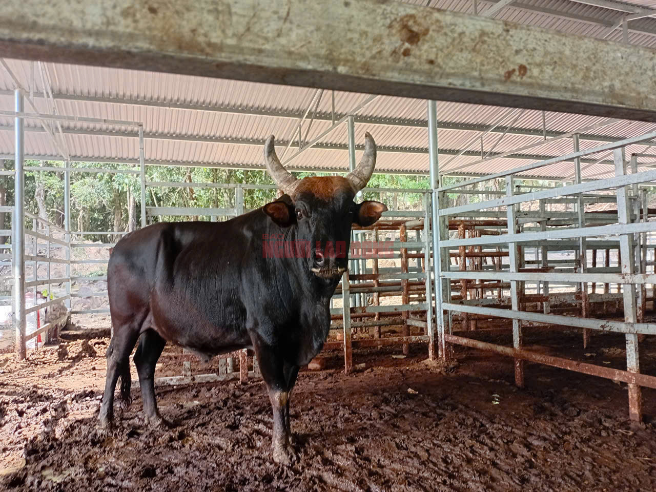 Vườn Quốc gia Núi Chúa - Phước Bình nói gì về hình ảnh lan truyền đàn bò tót lai “ốm trơ xương”?- Ảnh 1. Vườn Quốc gia Núi Chúa - Phước Bình nói gì về hình ảnh lan truyền đàn bò tót lai “ốm trơ xương”?- Ảnh 1.