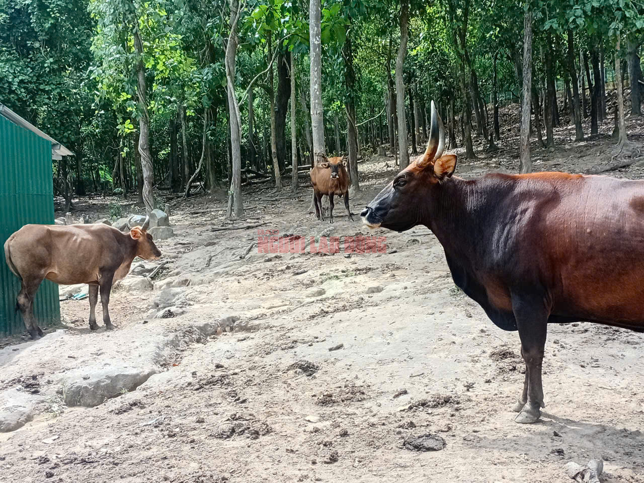 Vườn Quốc gia Núi Chúa - Phước Bình nói gì về hình ảnh lan truyền đàn bò tót lai “ốm trơ xương”?- Ảnh 3. Vườn Quốc gia Núi Chúa - Phước Bình nói gì về hình ảnh lan truyền đàn bò tót lai “ốm trơ xương”?- Ảnh 3.
