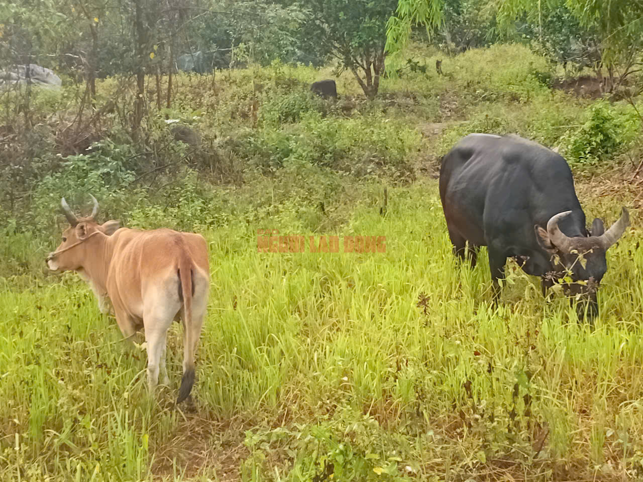 Vườn Quốc gia Núi Chúa - Phước Bình nói gì về hình ảnh lan truyền đàn bò tót lai “ốm trơ xương”?- Ảnh 2. Vườn Quốc gia Núi Chúa - Phước Bình nói gì về hình ảnh lan truyền đàn bò tót lai “ốm trơ xương”?- Ảnh 2.