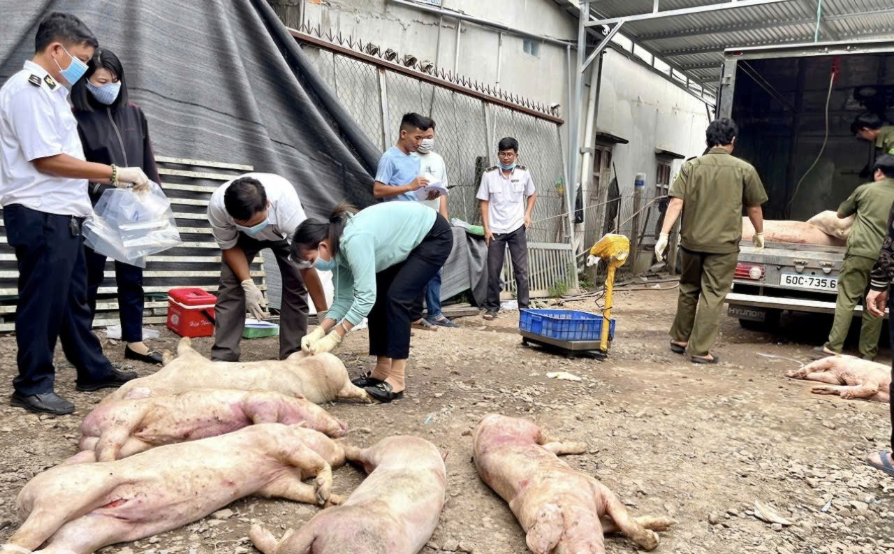 Ổ dịch tả heo châu Phi tăng 187%, Đồng Nai chỉ đạo "nóng"- Ảnh 1. Ổ dịch tả heo châu Phi tăng 187%, Đồng Nai chỉ đạo "nóng"- Ảnh 1.