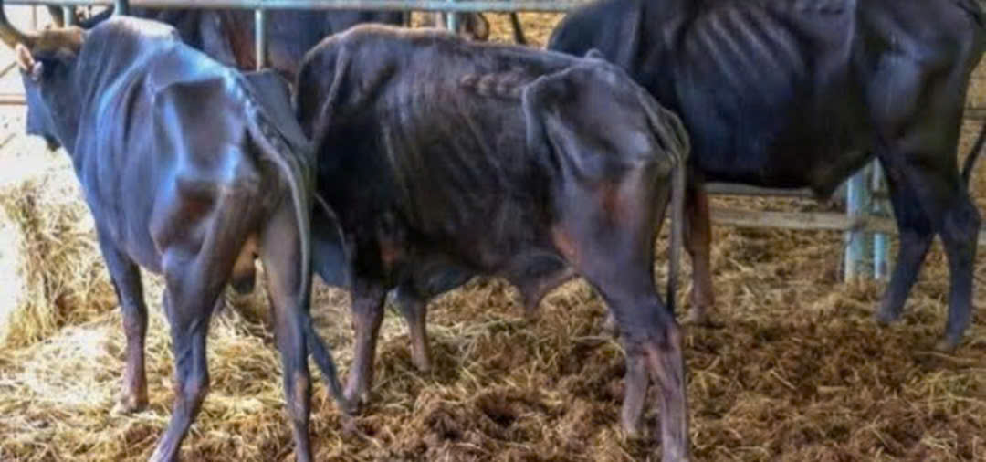 Vườn Quốc gia Núi Chúa - Phước Bình nói gì về hình ảnh lan truyền đàn bò tót lai “ốm trơ xương”?- Ảnh 4. Vườn Quốc gia Núi Chúa - Phước Bình nói gì về hình ảnh lan truyền đàn bò tót lai “ốm trơ xương”?- Ảnh 4.