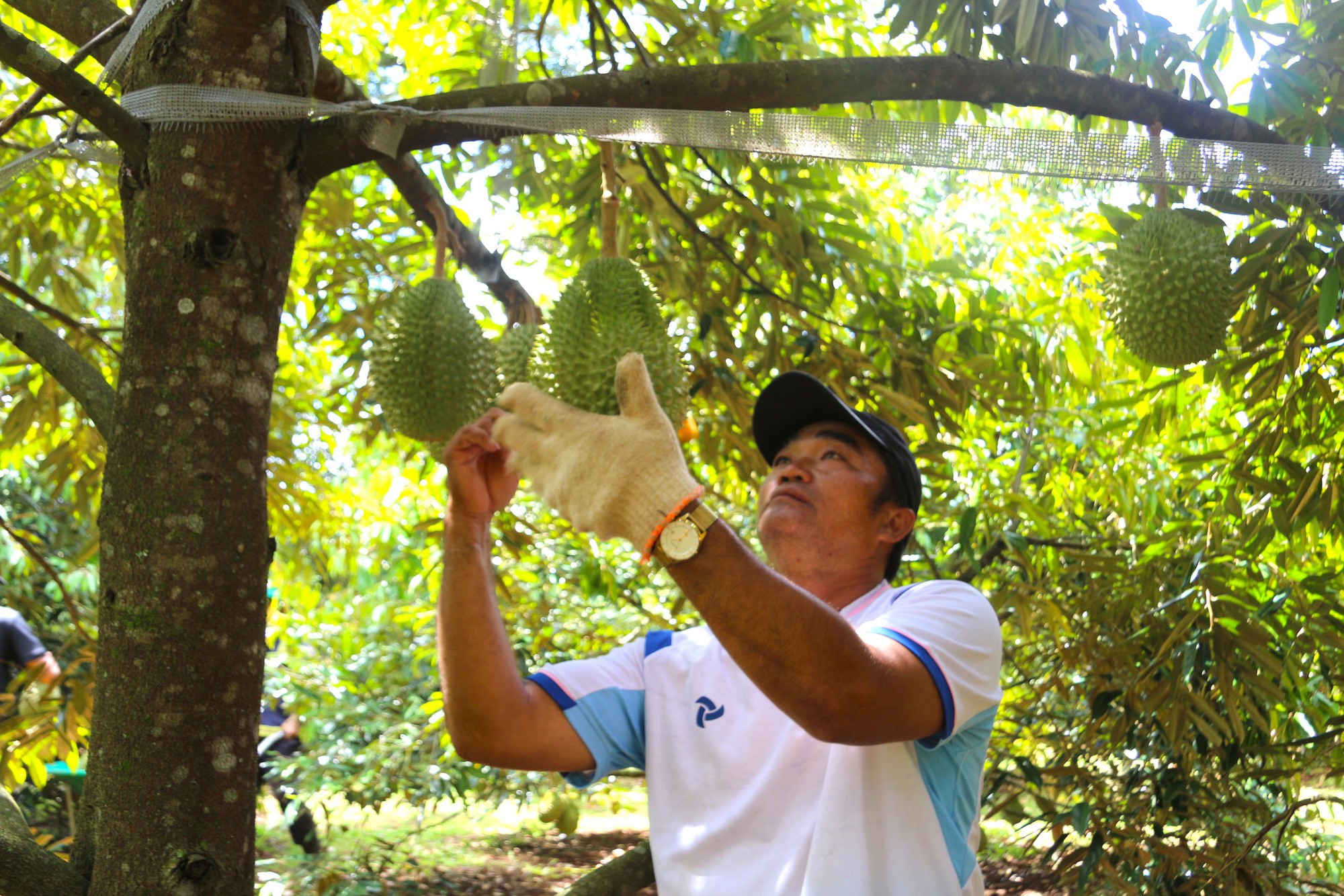Vì sao Đắk Lắk đặc biệt quan tâm đến sầu riêng và yêu cầu công an tăng cường kiểm tra?- Ảnh 1. Vì sao Đắk Lắk đặc biệt quan tâm đến sầu riêng và yêu cầu công an tăng cường kiểm tra?- Ảnh 1.