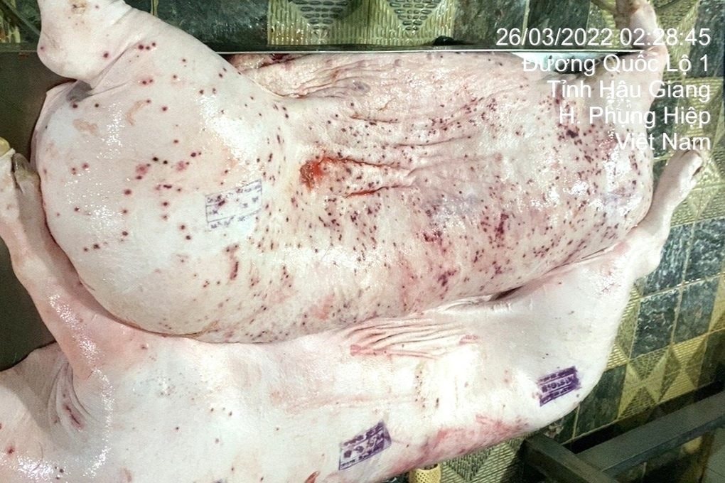 Sau lùm xùm heo bệnh, đại gia Thái Lan C.P. vẫn tăng trưởng doanh thu bán thực phẩm, kiếm tổng cộng 43.000 tỷ ở Việt Nam nửa đầu năm 2025- Ảnh 3.