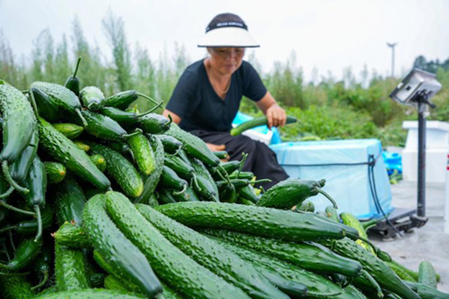 Dưa chuột "ngậm thuốc kích thích" có 3 đặc điểm này, người biết nhận ra ngay - Ảnh 3.