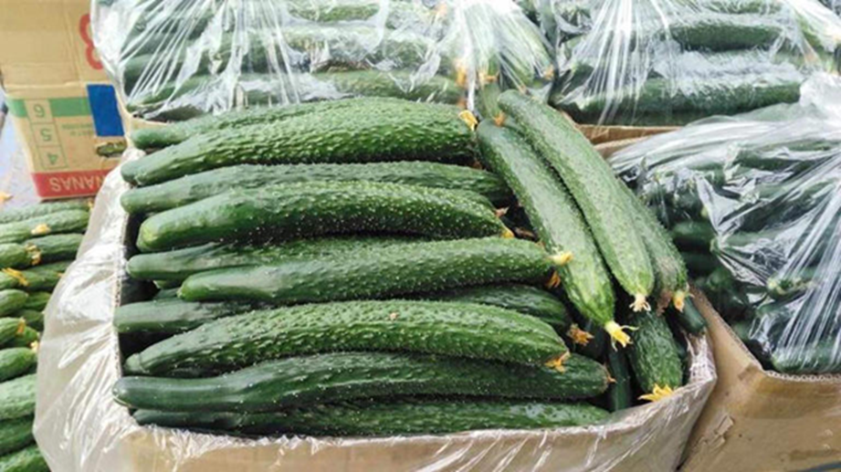Dưa chuột "ngậm thuốc kích thích" có 3 đặc điểm này, người biết nhận ra ngay - Ảnh 1.