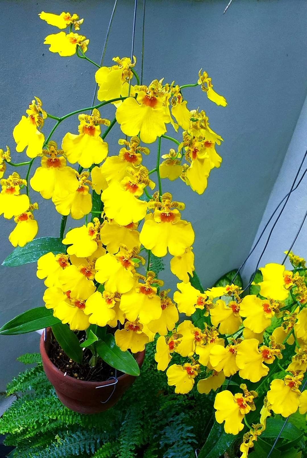 7 loài hoa nở trước cửa tựa như "trấn yểm sư": Giữ nhà vững như núi, vận may tràn ngập như triều dâng - Ảnh 6. 7 loài hoa nở trước cửa tựa như "trấn yểm sư": Giữ nhà vững như núi, vận may tràn ngập như triều dâng - Ảnh 6.