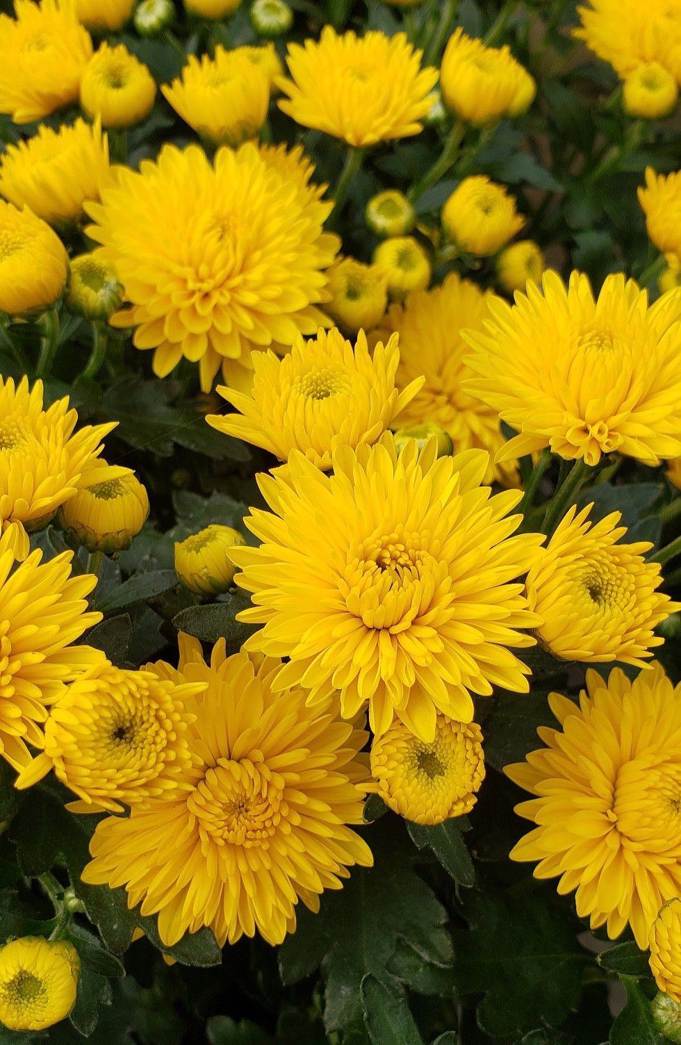 7 loài hoa nở trước cửa tựa như "trấn yểm sư": Giữ nhà vững như núi, vận may tràn ngập như triều dâng - Ảnh 5. 7 loài hoa nở trước cửa tựa như "trấn yểm sư": Giữ nhà vững như núi, vận may tràn ngập như triều dâng - Ảnh 5.