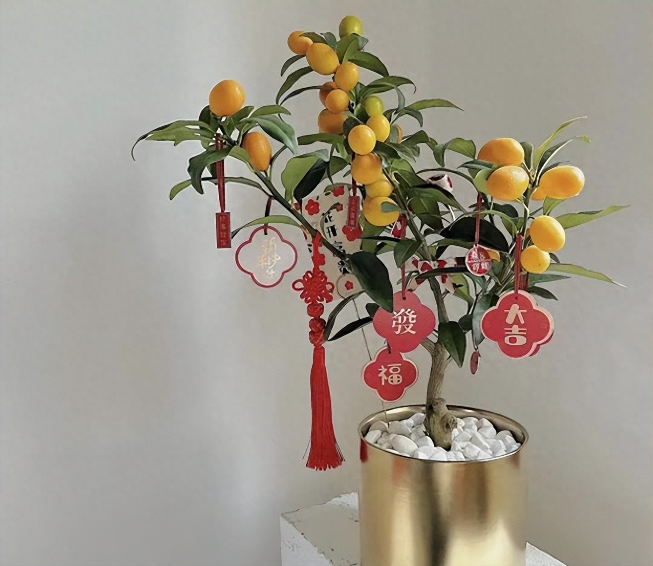 5 loại cây bonsai sinh lời cao: Vừa làm cảnh vừa ăn được, càng trồng càng thu hút tài lộc- Ảnh 1. 5 loại cây bonsai sinh lời cao: Vừa làm cảnh vừa ăn được, càng trồng càng thu hút tài lộc- Ảnh 1.