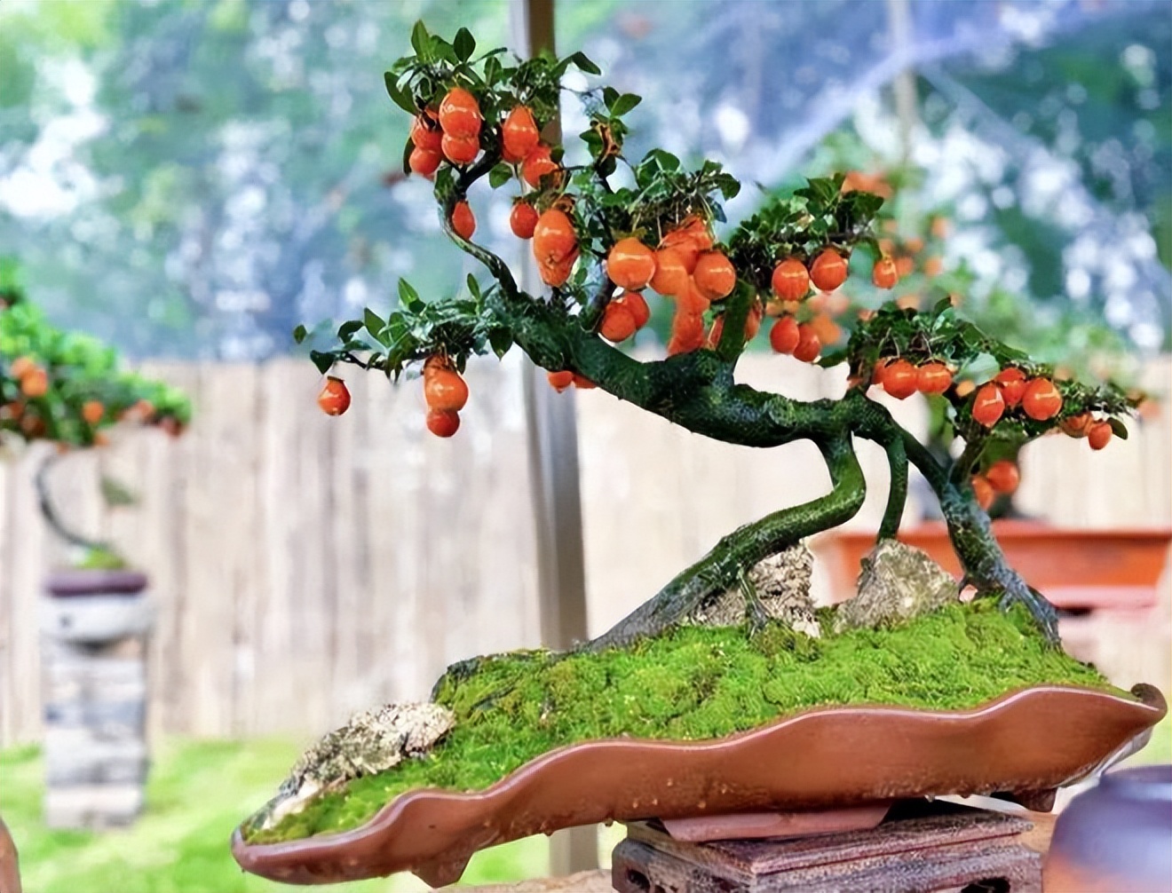 5 loại cây bonsai sinh lời cao: Vừa làm cảnh vừa ăn được, càng trồng càng thu hút tài lộc- Ảnh 3. 5 loại cây bonsai sinh lời cao: Vừa làm cảnh vừa ăn được, càng trồng càng thu hút tài lộc- Ảnh 3.