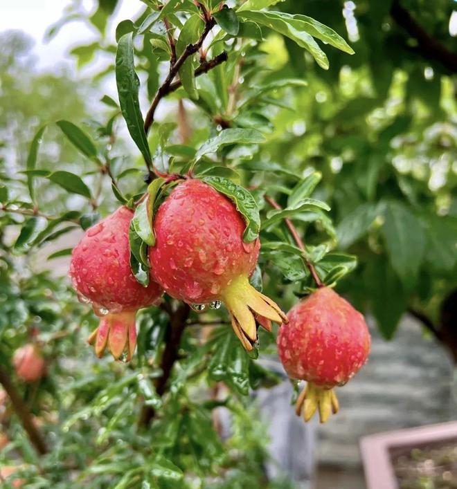 5 loại cây bonsai sinh lời cao: Vừa làm cảnh vừa ăn được, càng trồng càng thu hút tài lộc- Ảnh 2. 5 loại cây bonsai sinh lời cao: Vừa làm cảnh vừa ăn được, càng trồng càng thu hút tài lộc- Ảnh 2.