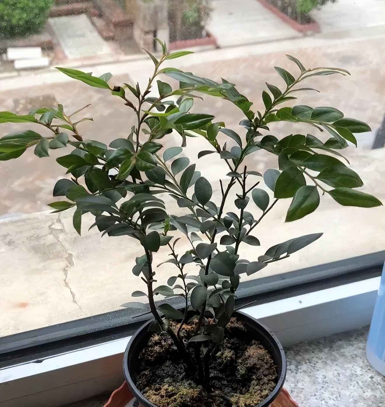 5 loại cây bonsai sinh lời cao: Vừa làm cảnh vừa ăn được, càng trồng càng thu hút tài lộc- Ảnh 4. 5 loại cây bonsai sinh lời cao: Vừa làm cảnh vừa ăn được, càng trồng càng thu hút tài lộc- Ảnh 4.