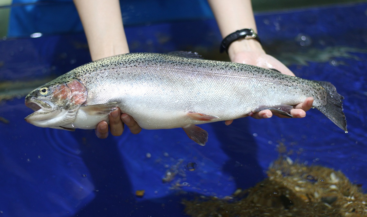 4 loại cá khó nuôi nhân tạo, thịt bổ không tanh, nhà giàu săn lùng từng con- Ảnh 4.
