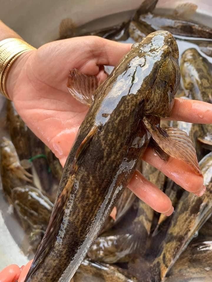 4 loại cá khó nuôi nhân tạo, thịt bổ không tanh, nhà giàu săn lùng từng con- Ảnh 3.