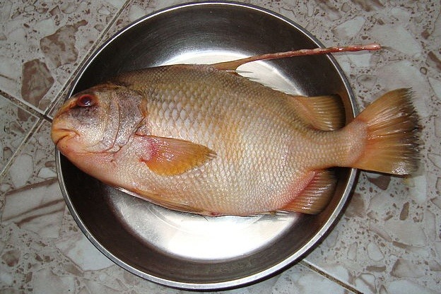 4 loại cá khó nuôi nhân tạo, thịt bổ không tanh, nhà giàu săn lùng từng con- Ảnh 2.