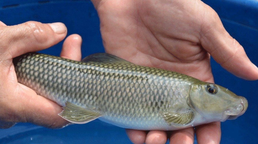 4 loại cá khó nuôi nhân tạo, thịt bổ không tanh, nhà giàu săn lùng từng con- Ảnh 1.