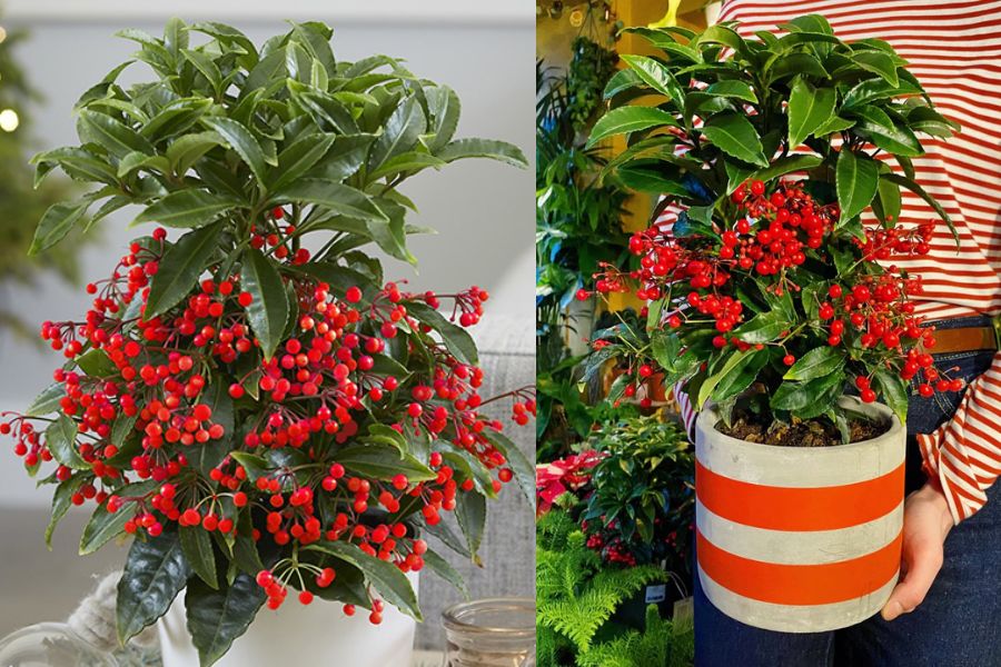 5 loại cây bonsai sinh lời cao: Vừa làm cảnh vừa ăn được, càng trồng càng thu hút tài lộc- Ảnh 5. 5 loại cây bonsai sinh lời cao: Vừa làm cảnh vừa ăn được, càng trồng càng thu hút tài lộc- Ảnh 5.