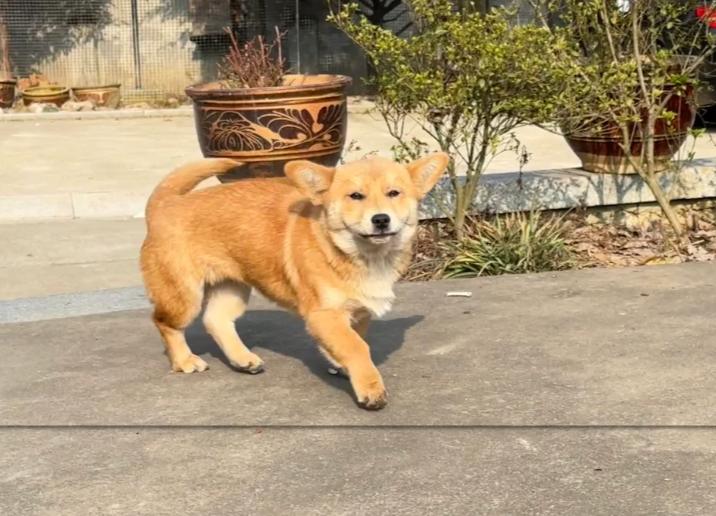 5 loài vật ghé nhà không chịu đi: Điềm báo phong thủy "tiền vào như nước" - Ảnh 2.