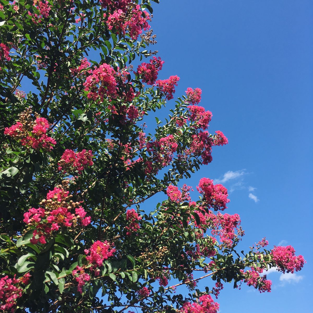 Ông bà bảo: 4 cây quý như vàng ròng, trồng trong nhà phúc khí kéo dài trăm năm, con cháu đời đời hưởng phúc- Ảnh 8. Ông bà bảo: 4 cây quý như vàng ròng, trồng trong nhà phúc khí kéo dài trăm năm, con cháu đời đời hưởng phúc- Ảnh 8.