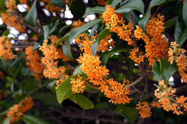 Ông bà bảo: 4 cây quý như vàng ròng, trồng trong nhà phúc khí kéo dài trăm năm, con cháu đời đời hưởng phúc- Ảnh 5. Ông bà bảo: 4 cây quý như vàng ròng, trồng trong nhà phúc khí kéo dài trăm năm, con cháu đời đời hưởng phúc- Ảnh 5.