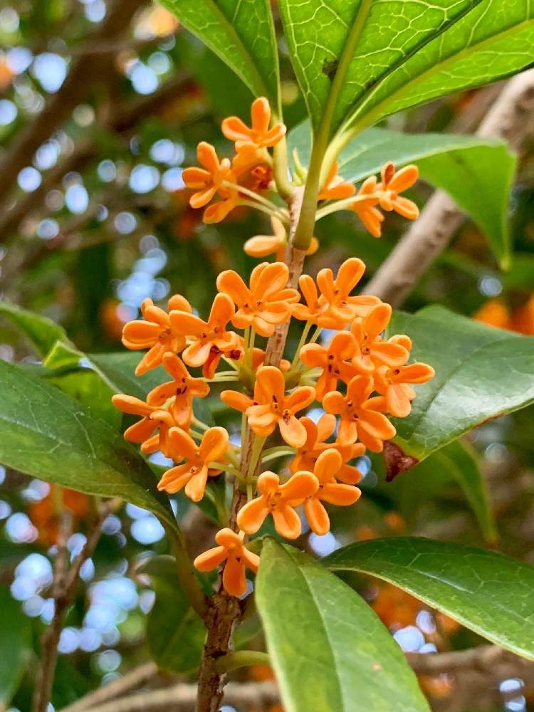 Ông bà bảo: 4 cây quý như vàng ròng, trồng trong nhà phúc khí kéo dài trăm năm, con cháu đời đời hưởng phúc- Ảnh 4. Ông bà bảo: 4 cây quý như vàng ròng, trồng trong nhà phúc khí kéo dài trăm năm, con cháu đời đời hưởng phúc- Ảnh 4.