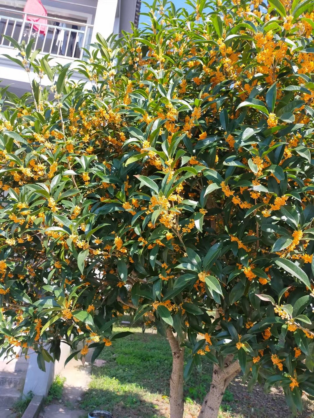 Ông bà bảo: 4 cây quý như vàng ròng, trồng trong nhà phúc khí kéo dài trăm năm, con cháu đời đời hưởng phúc- Ảnh 6. Ông bà bảo: 4 cây quý như vàng ròng, trồng trong nhà phúc khí kéo dài trăm năm, con cháu đời đời hưởng phúc- Ảnh 6.