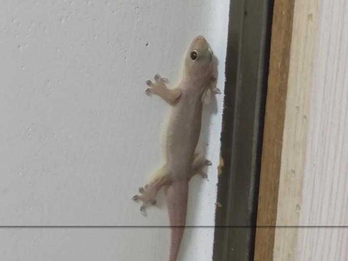 5 loài vật ghé nhà không chịu đi: Điềm báo phong thủy "tiền vào như nước" - Ảnh 3.