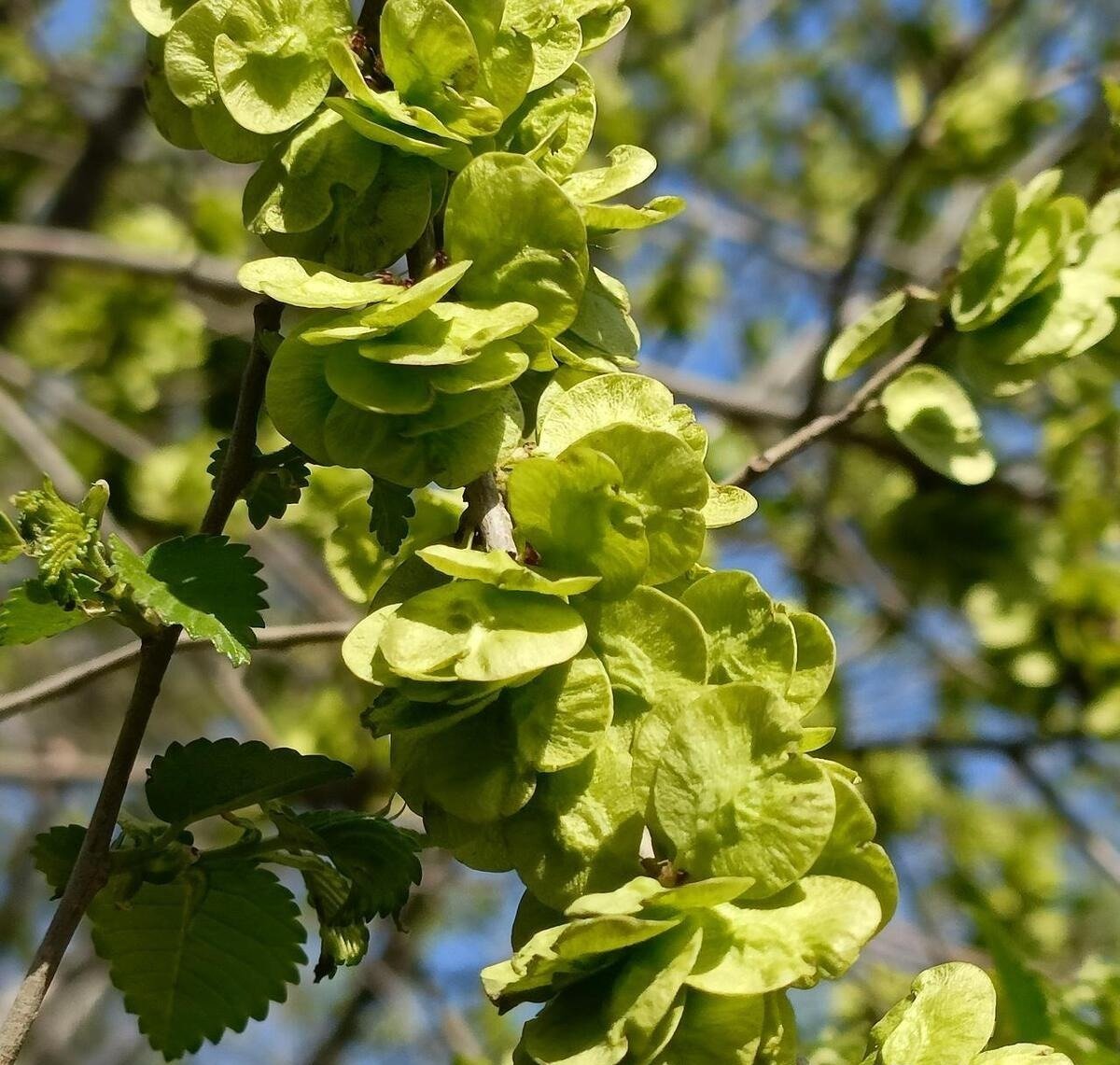 Ông bà bảo: 4 cây quý như vàng ròng, trồng trong nhà phúc khí kéo dài trăm năm, con cháu đời đời hưởng phúc- Ảnh 2. Ông bà bảo: 4 cây quý như vàng ròng, trồng trong nhà phúc khí kéo dài trăm năm, con cháu đời đời hưởng phúc- Ảnh 2.