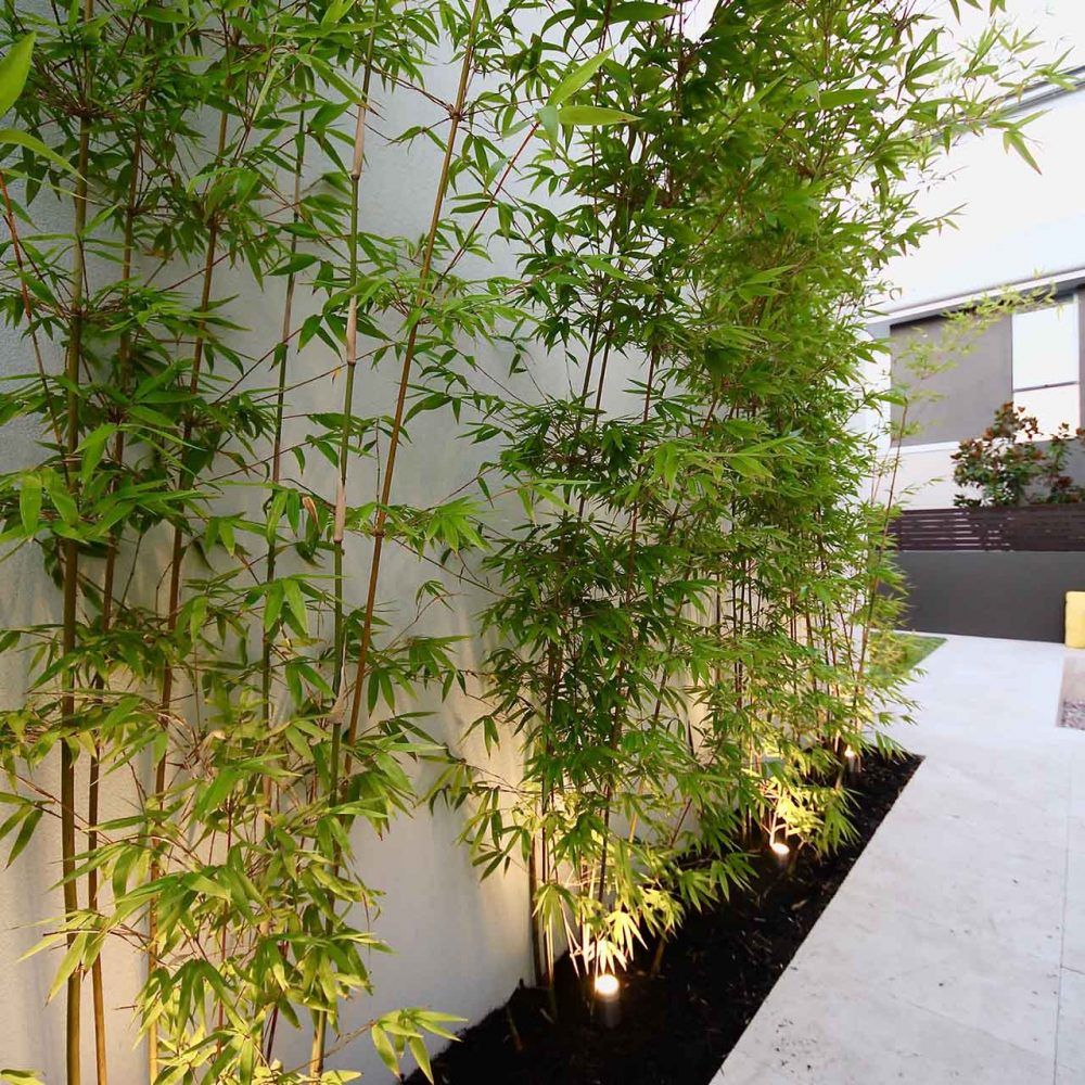 Ông bà bảo: 4 cây quý như vàng ròng, trồng trong nhà phúc khí kéo dài trăm năm, con cháu đời đời hưởng phúc- Ảnh 10. Ông bà bảo: 4 cây quý như vàng ròng, trồng trong nhà phúc khí kéo dài trăm năm, con cháu đời đời hưởng phúc- Ảnh 10.