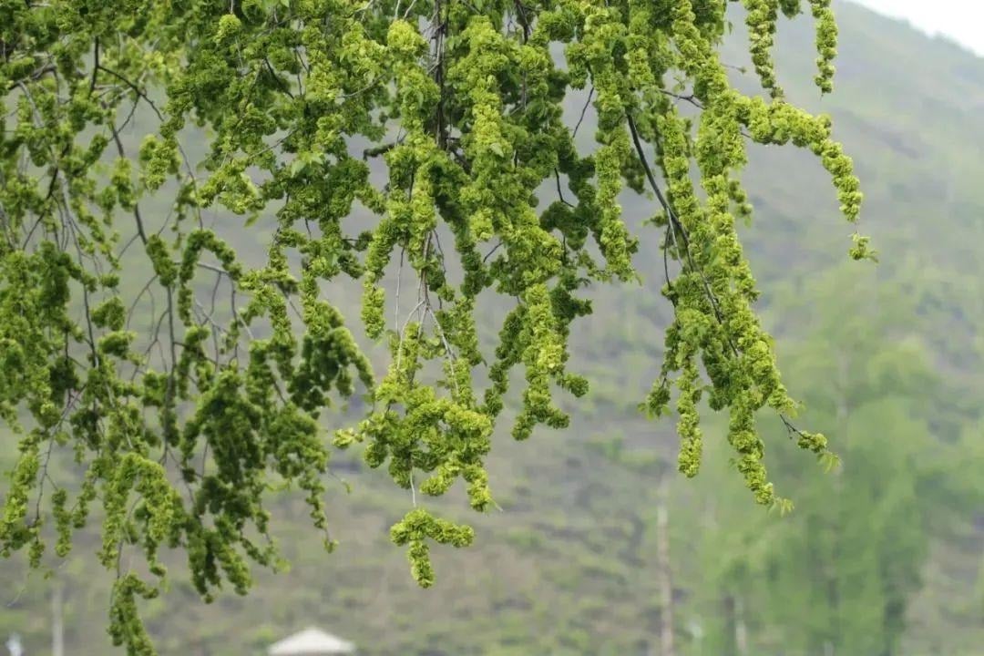 Ông bà bảo: 4 cây quý như vàng ròng, trồng trong nhà phúc khí kéo dài trăm năm, con cháu đời đời hưởng phúc- Ảnh 1. Ông bà bảo: 4 cây quý như vàng ròng, trồng trong nhà phúc khí kéo dài trăm năm, con cháu đời đời hưởng phúc- Ảnh 1.