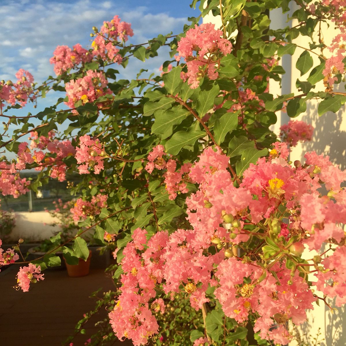 Ông bà bảo: 4 cây quý như vàng ròng, trồng trong nhà phúc khí kéo dài trăm năm, con cháu đời đời hưởng phúc- Ảnh 7. Ông bà bảo: 4 cây quý như vàng ròng, trồng trong nhà phúc khí kéo dài trăm năm, con cháu đời đời hưởng phúc- Ảnh 7.