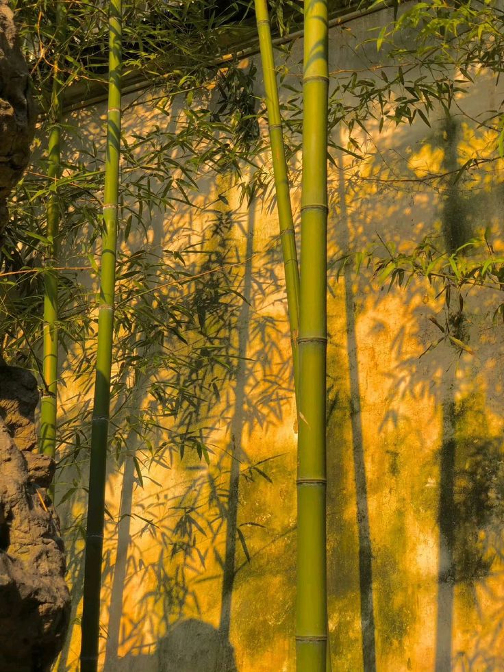 Ông bà bảo: 4 cây quý như vàng ròng, trồng trong nhà phúc khí kéo dài trăm năm, con cháu đời đời hưởng phúc- Ảnh 11. Ông bà bảo: 4 cây quý như vàng ròng, trồng trong nhà phúc khí kéo dài trăm năm, con cháu đời đời hưởng phúc- Ảnh 11.