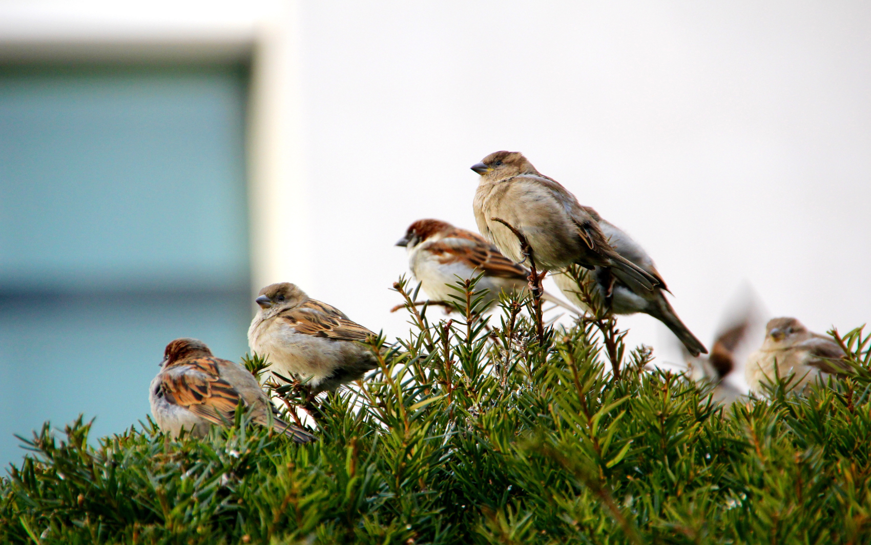 5 loài vật ghé nhà không chịu đi: Điềm báo phong thủy "tiền vào như nước" - Ảnh 5.