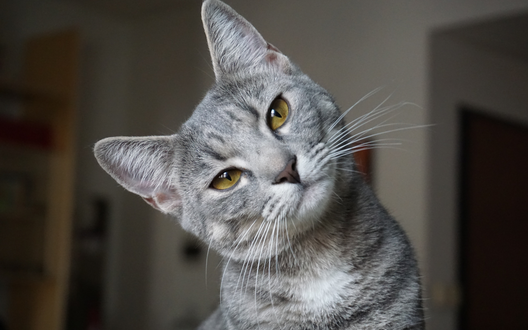 5 loài vật ghé nhà không chịu đi: Điềm báo phong thủy "tiền vào như nước" - Ảnh 4.