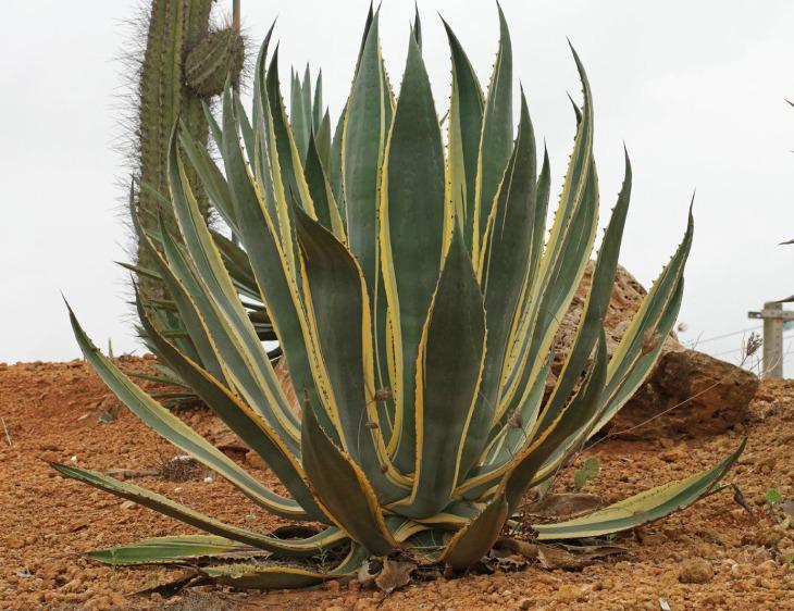 Ông bà xưa nói: 4 loại cây cảnh “mạ vàng” nên trồng trong nhà, giữ được là lộc kéo vào đầy ắp- Ảnh 4. Ông bà xưa nói: 4 loại cây cảnh “mạ vàng” nên trồng trong nhà, giữ được là lộc kéo vào đầy ắp- Ảnh 4.