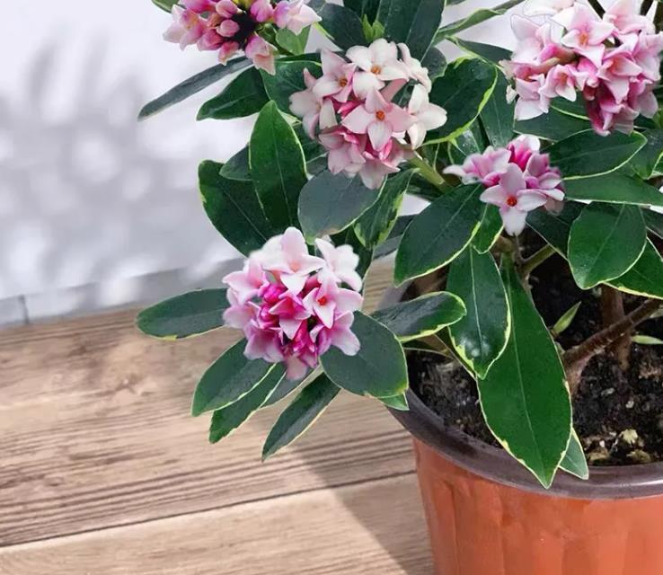 Ông bà xưa nói: 4 loại cây cảnh “mạ vàng” nên trồng trong nhà, giữ được là lộc kéo vào đầy ắp- Ảnh 2. Ông bà xưa nói: 4 loại cây cảnh “mạ vàng” nên trồng trong nhà, giữ được là lộc kéo vào đầy ắp- Ảnh 2.