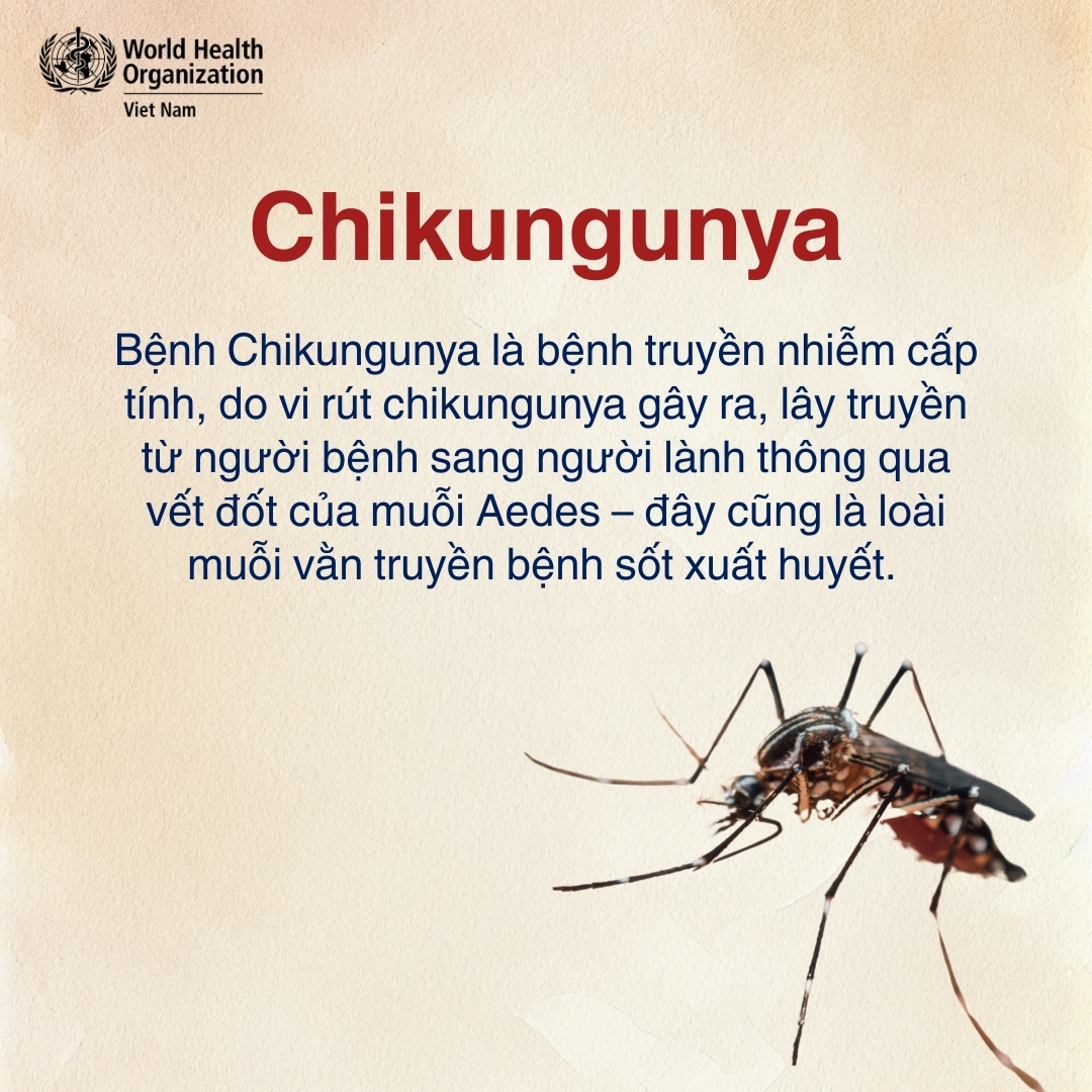 Infographic: Các triệu chứng của bệnh chikungunya - Ảnh 1.