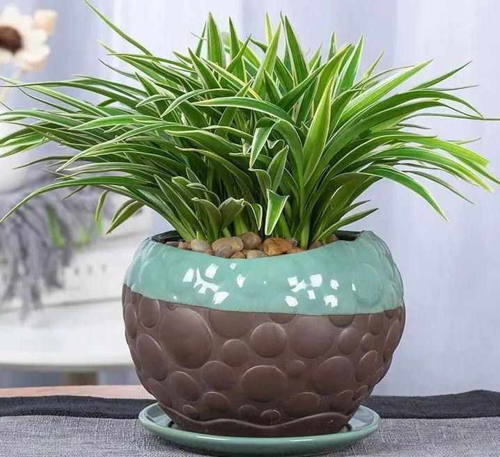 Ông bà xưa nói: 4 loại cây cảnh “mạ vàng” nên trồng trong nhà, giữ được là lộc kéo vào đầy ắp- Ảnh 3. Ông bà xưa nói: 4 loại cây cảnh “mạ vàng” nên trồng trong nhà, giữ được là lộc kéo vào đầy ắp- Ảnh 3.