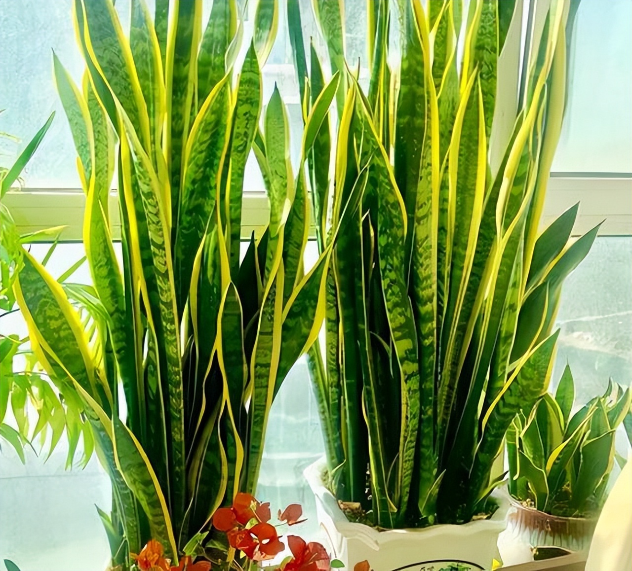 Ông bà xưa nói: 4 loại cây cảnh “mạ vàng” nên trồng trong nhà, giữ được là lộc kéo vào đầy ắp- Ảnh 1. Ông bà xưa nói: 4 loại cây cảnh “mạ vàng” nên trồng trong nhà, giữ được là lộc kéo vào đầy ắp- Ảnh 1.