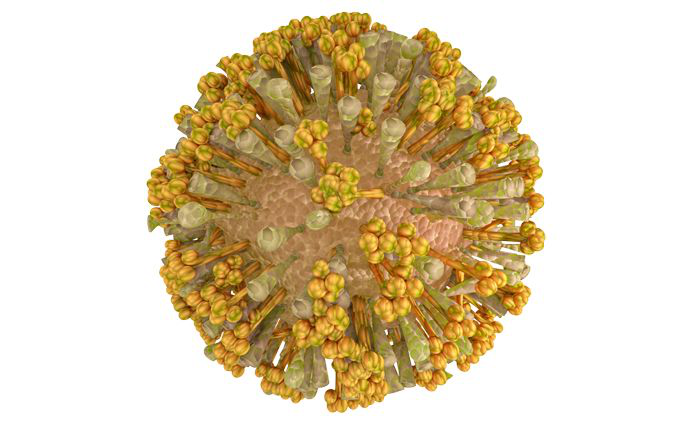 Infographic: Các triệu chứng của bệnh chikungunya - Ảnh 1.