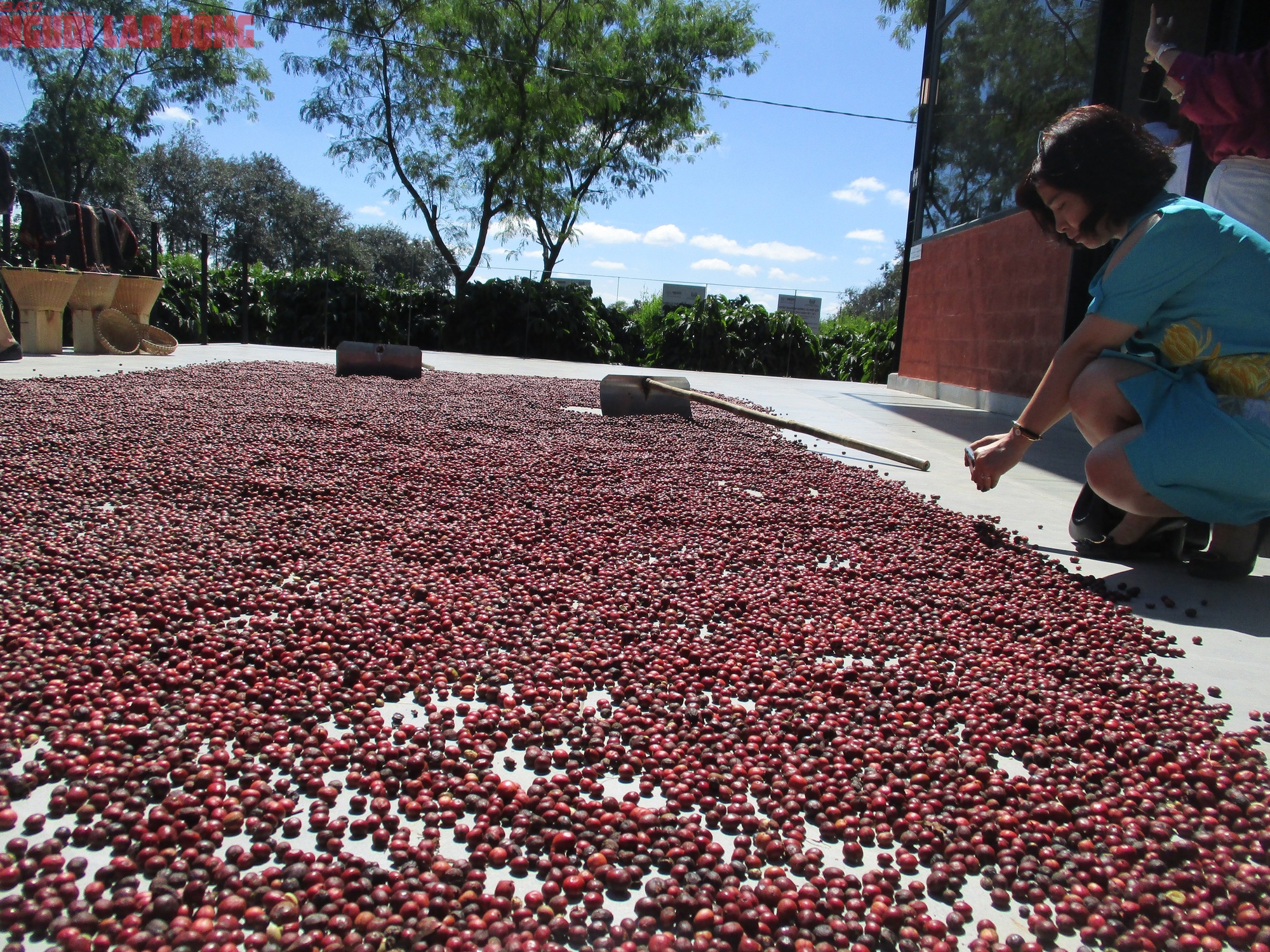 Giá cà phê hôm nay 23-8: Tăng tiếp, giấc mơ 5.000 USD/tấn không còn xa- Ảnh 1.
