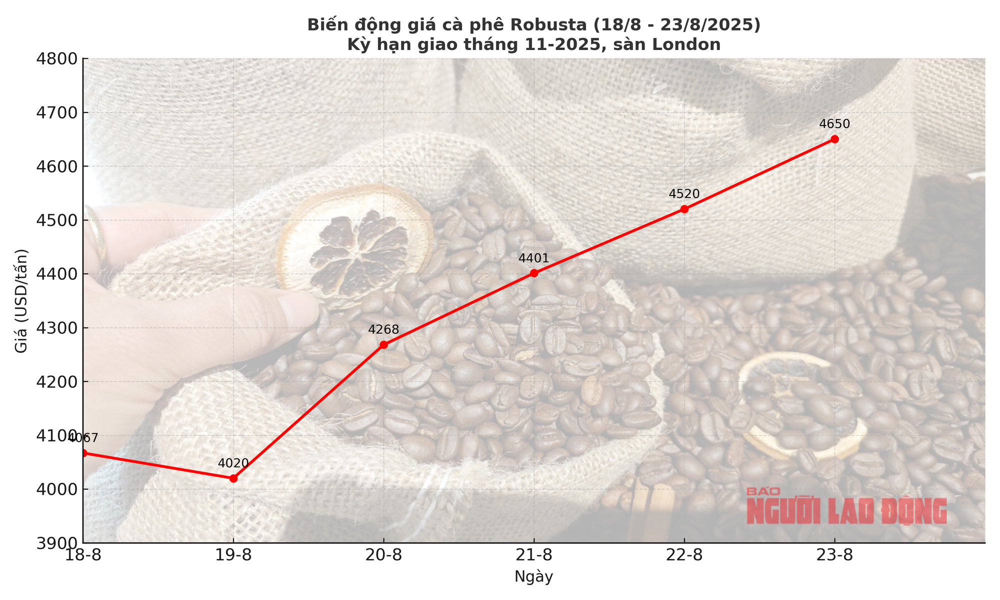 Giá cà phê hôm nay 23-8: Tăng tiếp, giấc mơ 5.000 USD/tấn không còn xa- Ảnh 2.