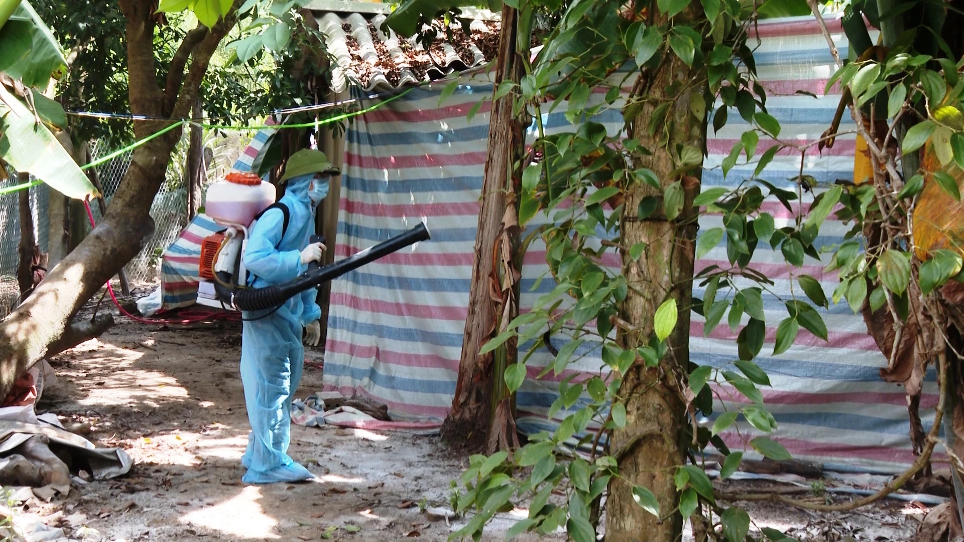 Gần 55.000 con heo bị chôn lấp, nông dân Quảng Trị điêu đứng- Ảnh 2. Gần 55.000 con heo bị chôn lấp, nông dân Quảng Trị điêu đứng- Ảnh 2.