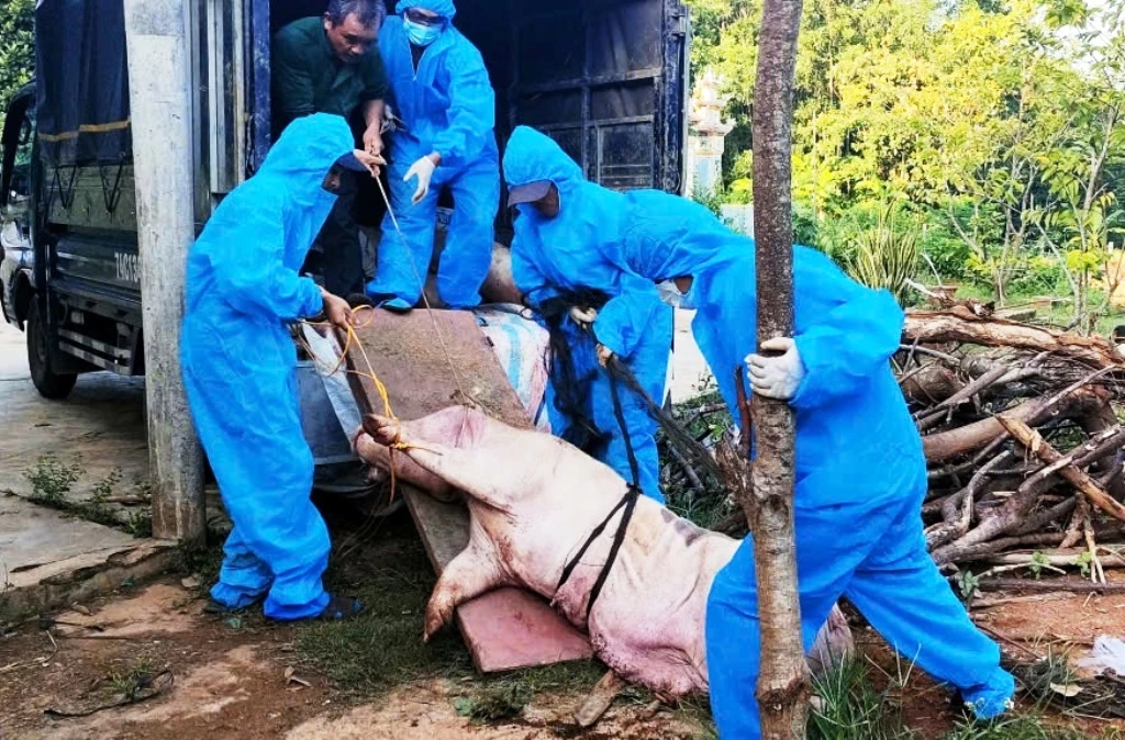 Gần 55.000 con heo bị chôn lấp, nông dân Quảng Trị điêu đứng- Ảnh 1. Gần 55.000 con heo bị chôn lấp, nông dân Quảng Trị điêu đứng- Ảnh 1.