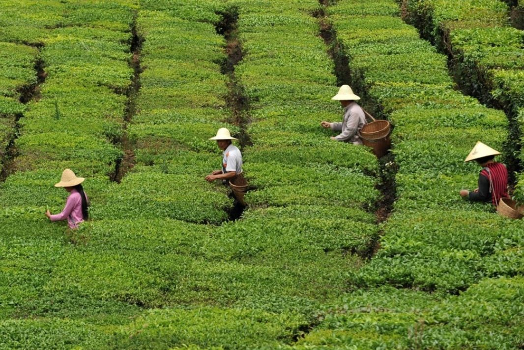 Từng sánh ngang cổ phiếu, BĐS, loại ‘tài sản’ giới siêu giàu Trung Quốc săn lùng nay bốc hơi 80% giá trị, nhà đầu cơ ‘bỏ của chạy lấy người’: Bóng bóng đã vỡ?- Ảnh 1.