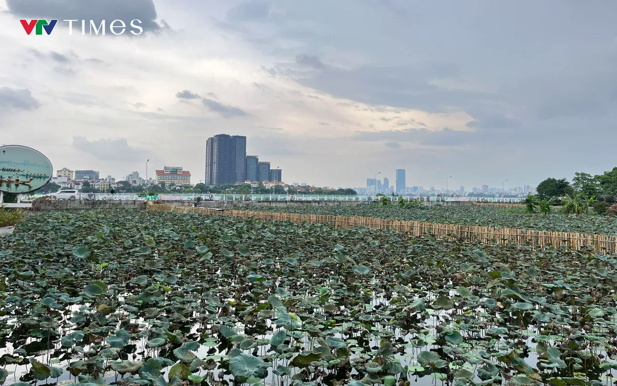 Công nhân gấp rút cải tạo hồ Sen, chuẩn bị “hồi sinh” dòng chảy về hồ Tây- Ảnh 3. Công nhân gấp rút cải tạo hồ Sen, chuẩn bị “hồi sinh” dòng chảy về hồ Tây- Ảnh 3.