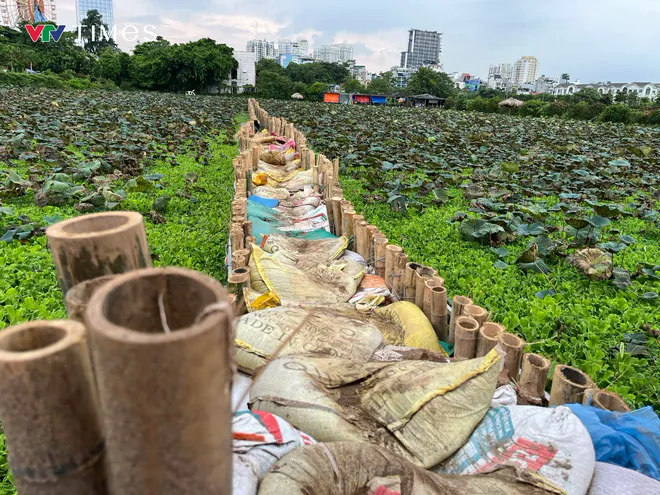 Công nhân gấp rút cải tạo hồ Sen, chuẩn bị “hồi sinh” dòng chảy về hồ Tây- Ảnh 9. Công nhân gấp rút cải tạo hồ Sen, chuẩn bị “hồi sinh” dòng chảy về hồ Tây- Ảnh 9.