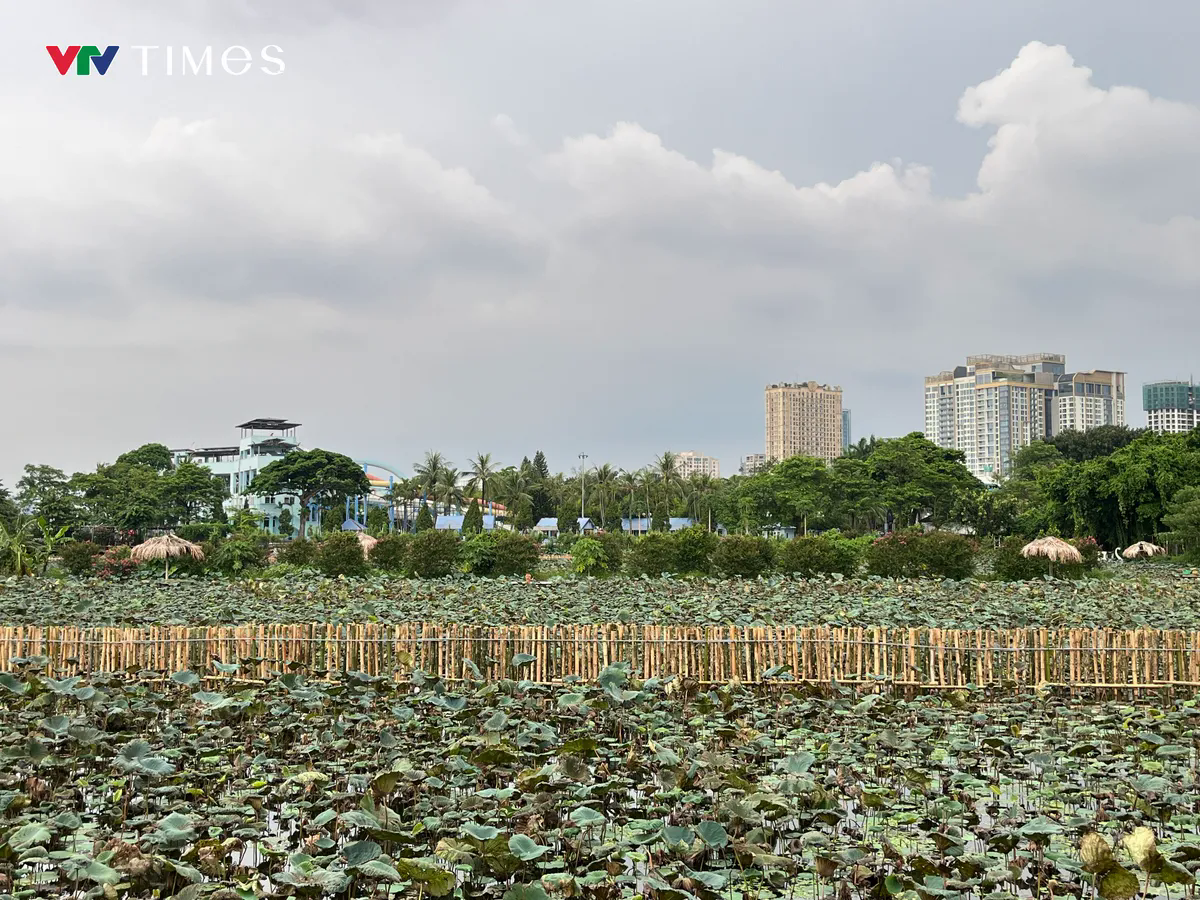 Công nhân gấp rút cải tạo hồ Sen, chuẩn bị “hồi sinh” dòng chảy về hồ Tây- Ảnh 2. Công nhân gấp rút cải tạo hồ Sen, chuẩn bị “hồi sinh” dòng chảy về hồ Tây- Ảnh 2.