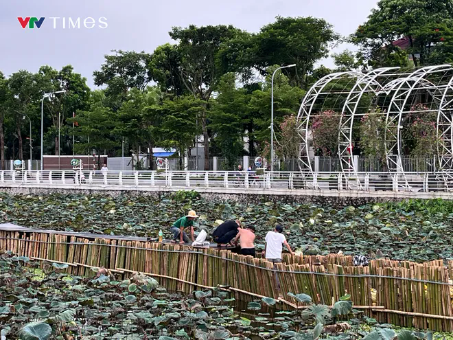 Công nhân gấp rút cải tạo hồ Sen, chuẩn bị “hồi sinh” dòng chảy về hồ Tây- Ảnh 8. Công nhân gấp rút cải tạo hồ Sen, chuẩn bị “hồi sinh” dòng chảy về hồ Tây- Ảnh 8.
