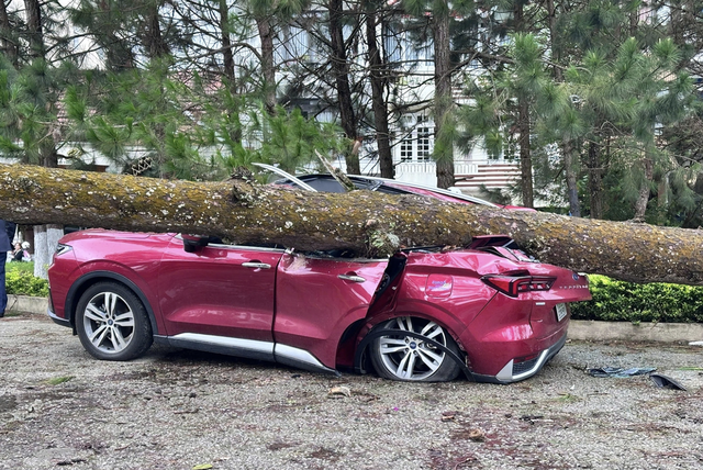 1 phút hiểu bảo hiểm: Ô tô bị cây đè trúng do bão được đền bù ra sao?- Ảnh 1.