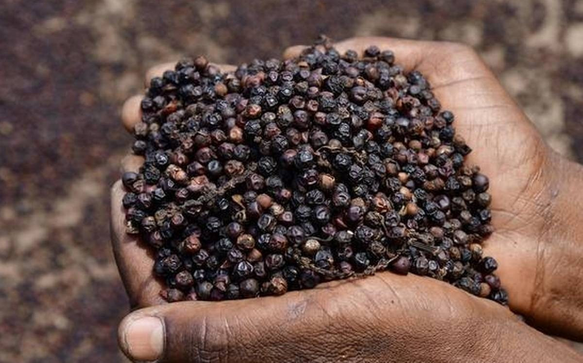 Hồ tiêu Việt Nam 'một mình một chợ' khi cả thế giới liêu xiêu- Ảnh 1.